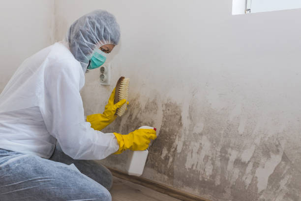 Best White Mold Remediation in Stuart, FL