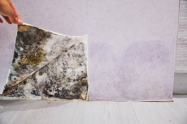 Best Residential Mold Remediation in Stuart, FL